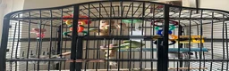 Ringnecks birds for sale: male indian ringneck parrot with cage - Advert 1