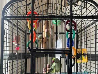 Ringnecks birds male indian ringneck parrot with cage - Advert 12