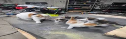 Mixed Breed cats for sale: kittens and mother are very friendly  - Advert 2