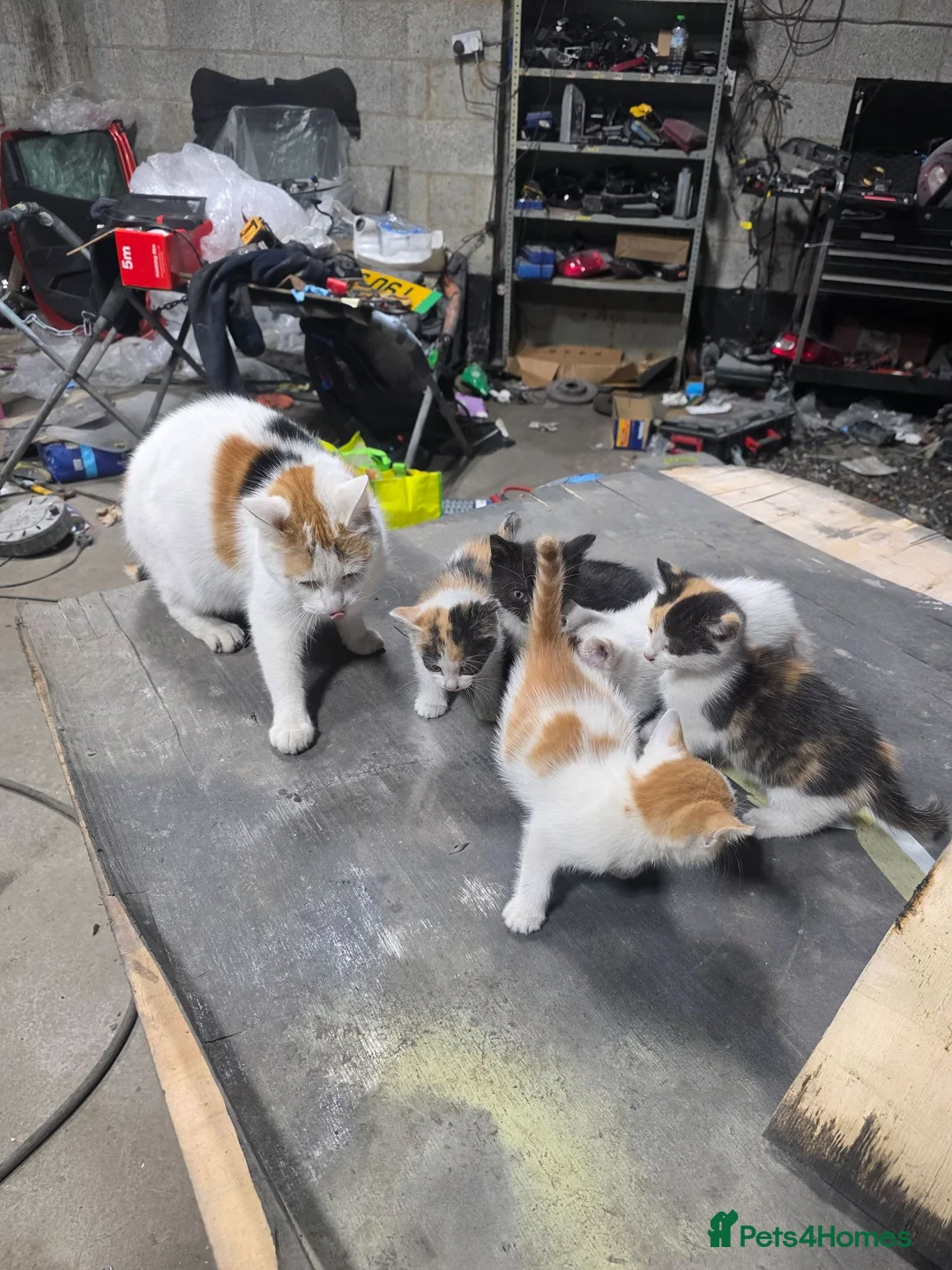 Mixed Breed cats for sale: kittens and mother are very friendly  - Advert 2