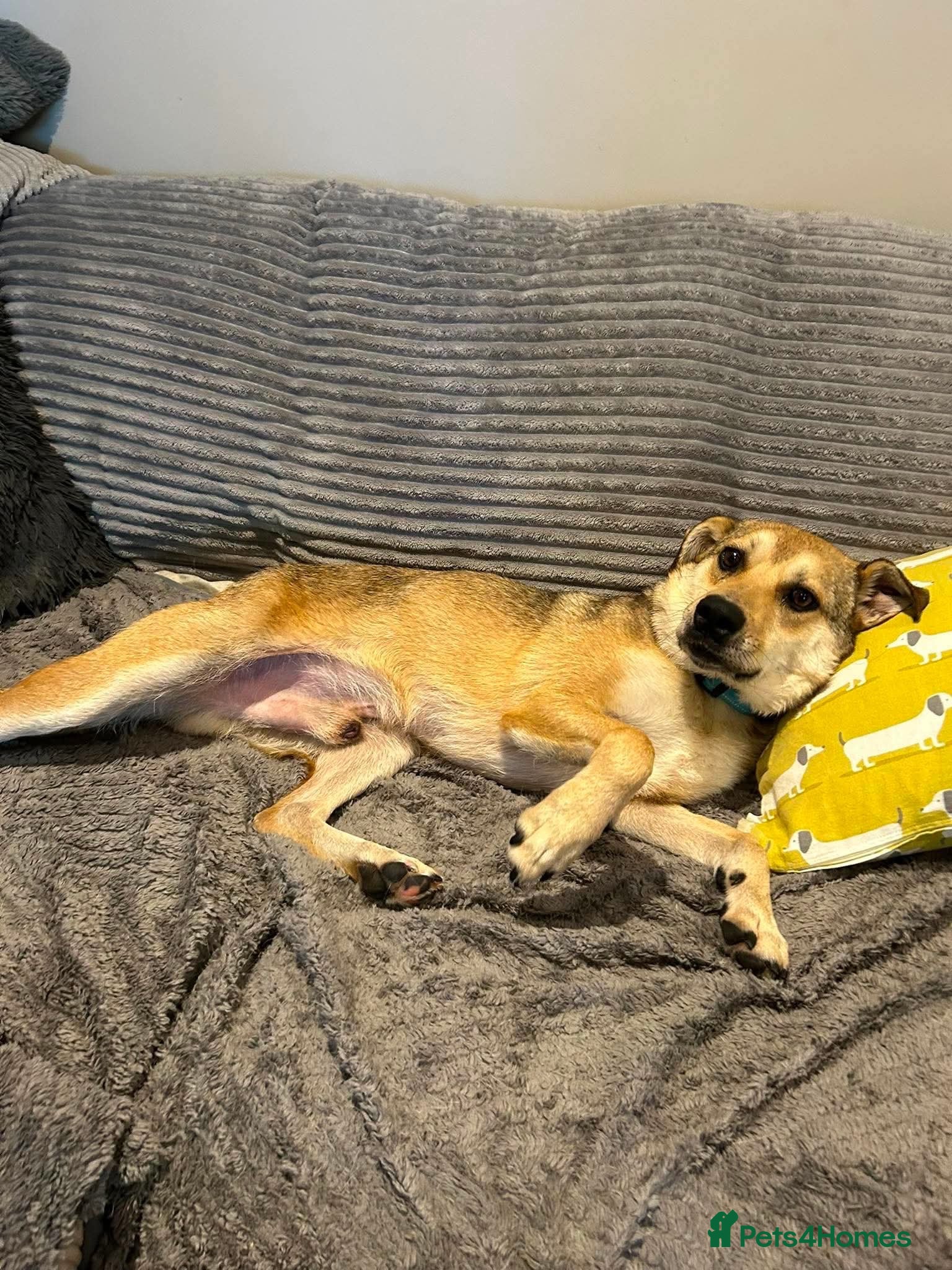 Mixed Breed dogs MARLEY - FOR ADOPTION  - Advert 2