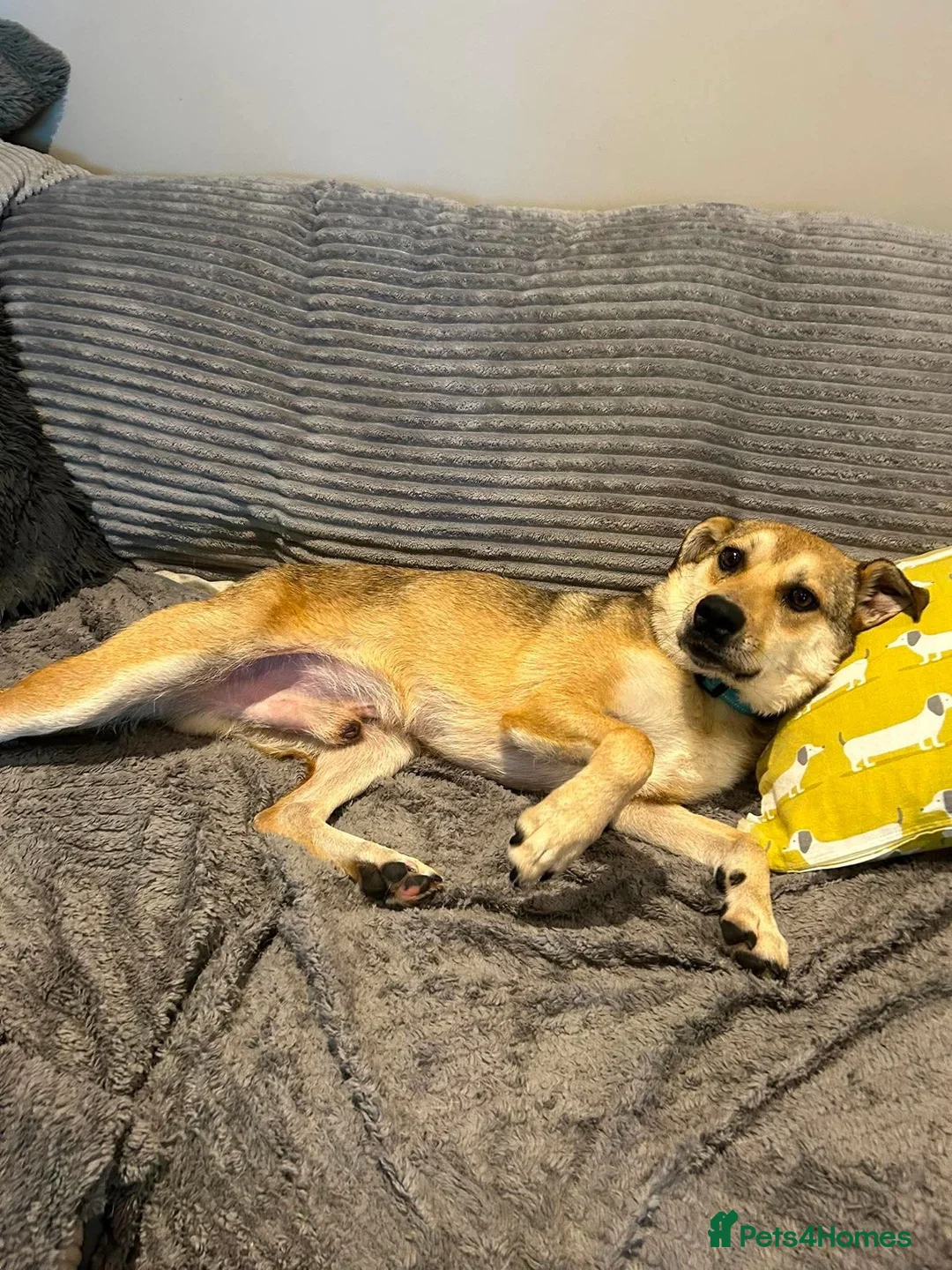 Mixed Breed dogs for adoption: MARLEY - FOR ADOPTION  in Basingstoke - Advert 2