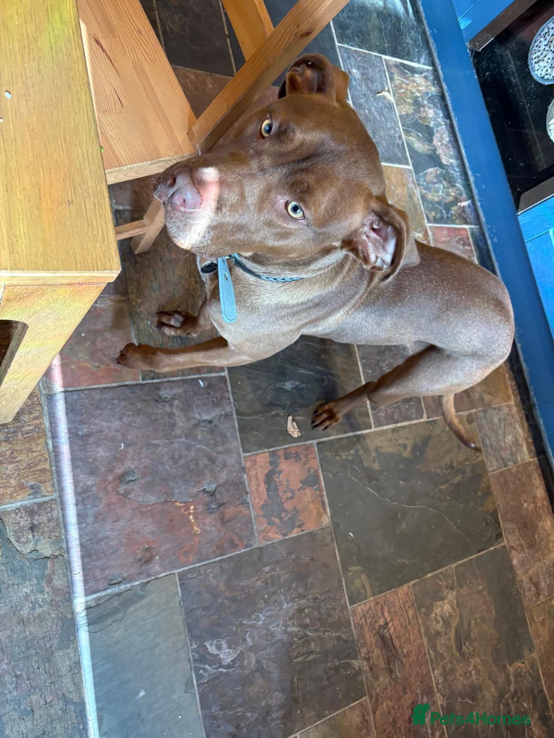 Mixed Breed dogs for sale: Suzie in Ashton-under-Lyne - Advert 5
