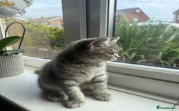 Scottish Fold cats for sale: Scottish fold kitten  - Image 2