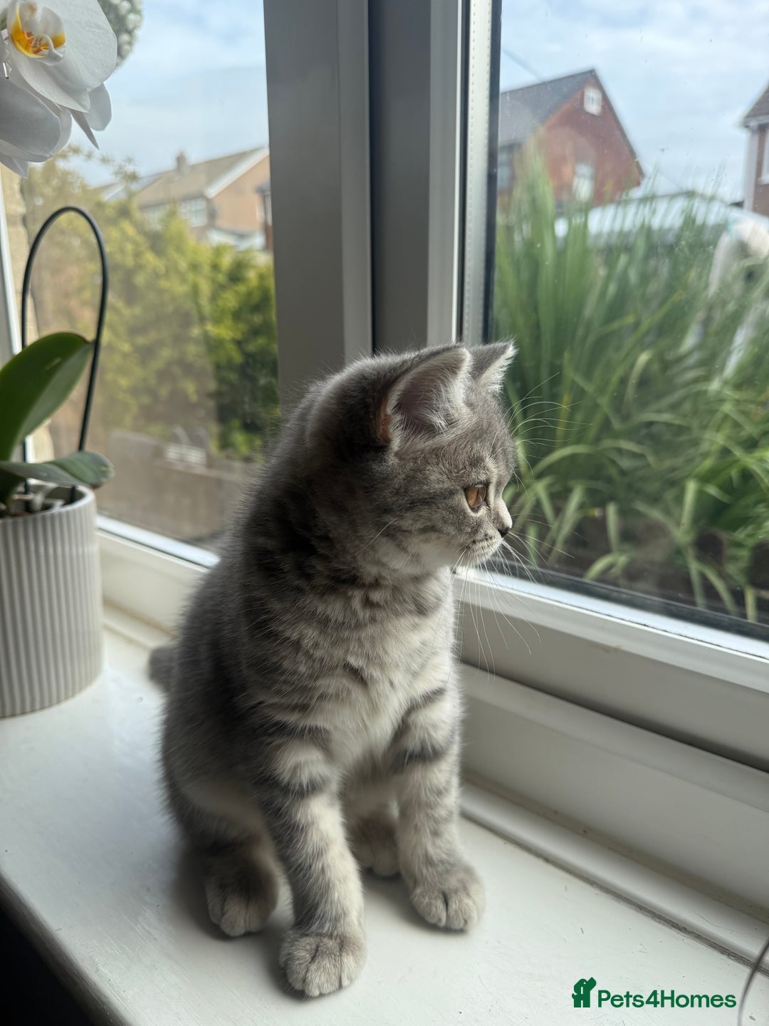 Scottish Fold cats for sale: Scottish fold kitten  - Image 2