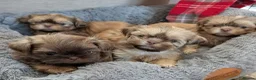 Shih Tzu dogs for sale: Imperial karashishi shitzu puppies  - Advert 1