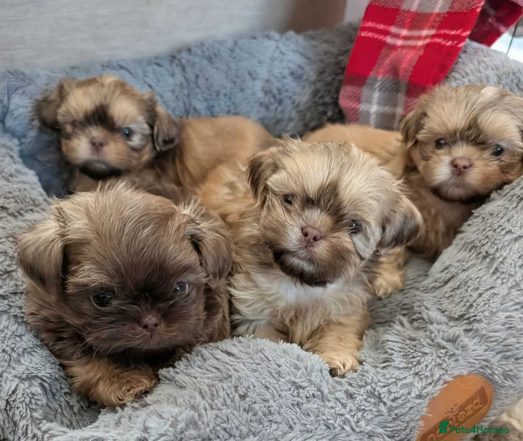 Shih Tzu dogs for sale: Imperial karashishi shitzu puppies  - Advert 1