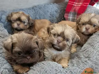 Shih Tzu dogs Imperial karashishi shitzu puppies - Advert 18
