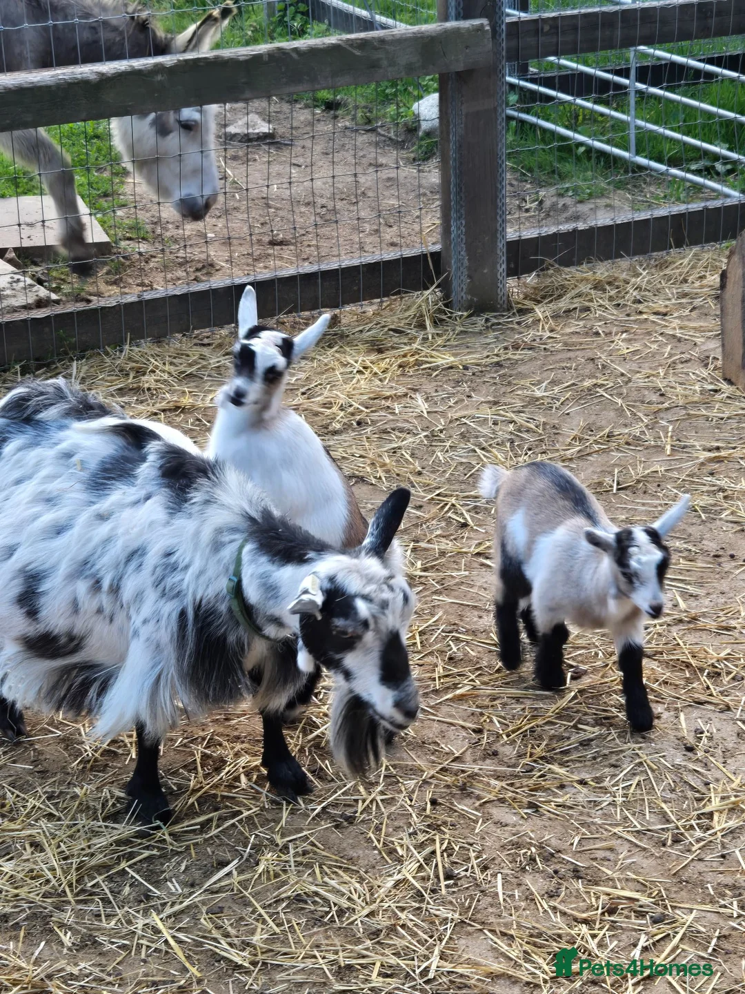 Goats livestock for sale: Pretty Pure Bred Disbudded Pygmy Nanny Kids  - Advert 1