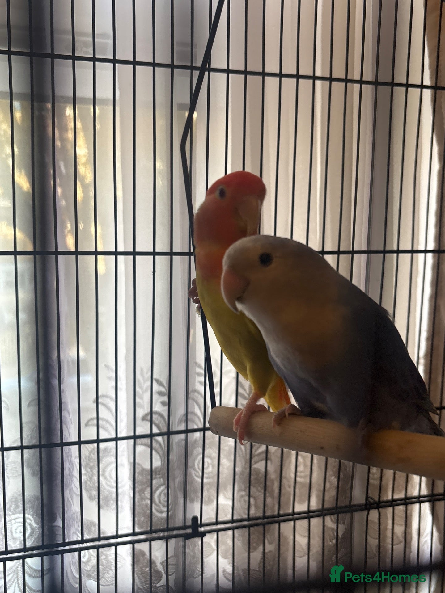 Lovebirds birds 2 beautiful lovebirds for sale - Advert 1