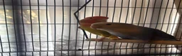 Lovebirds birds for sale: 2 beautiful lovebirds for sale - Advert 1