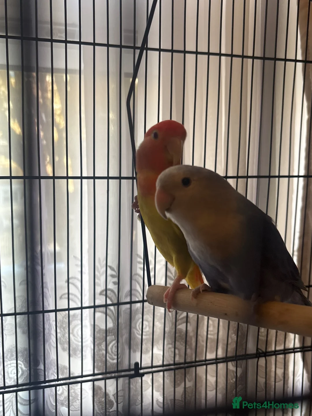 Lovebirds birds for sale: 2 beautiful lovebirds for sale - Advert 1
