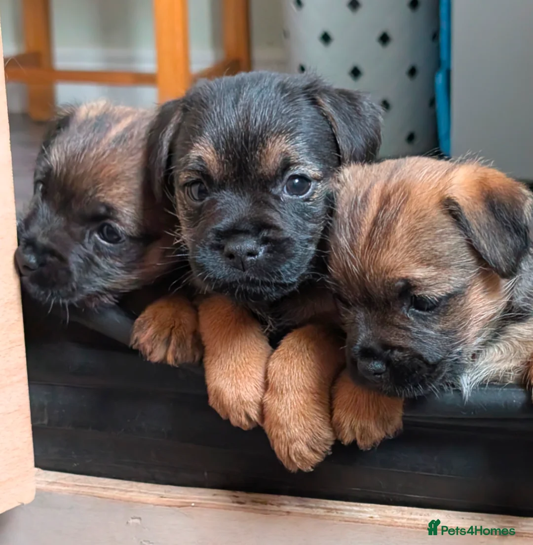 Border Terrier dogs for sale: Beautiful Border Terrier Puppies - Advert 14