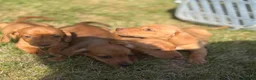 Miniature Dachshund dogs for sale: READY TO LEAVE🏆💙💖 KC REG 5 STAR BREEDER💙💖🏆 - Advert 5