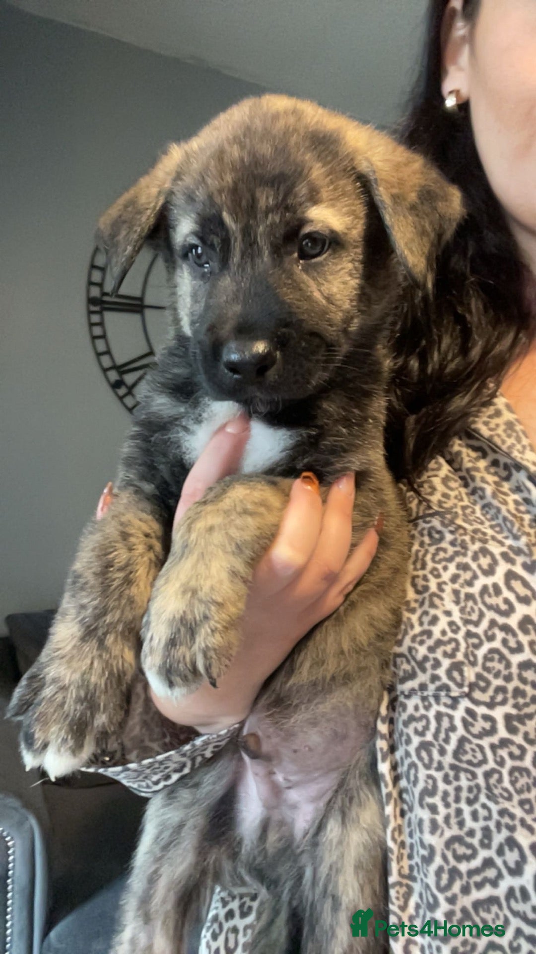 Mixed Breed dogs Rottweiler x Akita puppies  - Advert 2