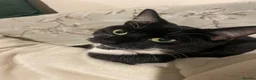 Mixed Breed cats for sale: 3 baby cats 💙💙🩷 - Advert 2
