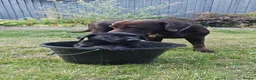 Labrador Retriever dogs for sale: Mr Orange – Gorgeous Black Labrador Boy - Advert 15