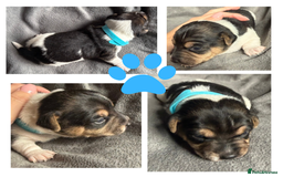 Jack Russell dogs for sale: Stunning Short-legged Jack Russell pups  - Image 4