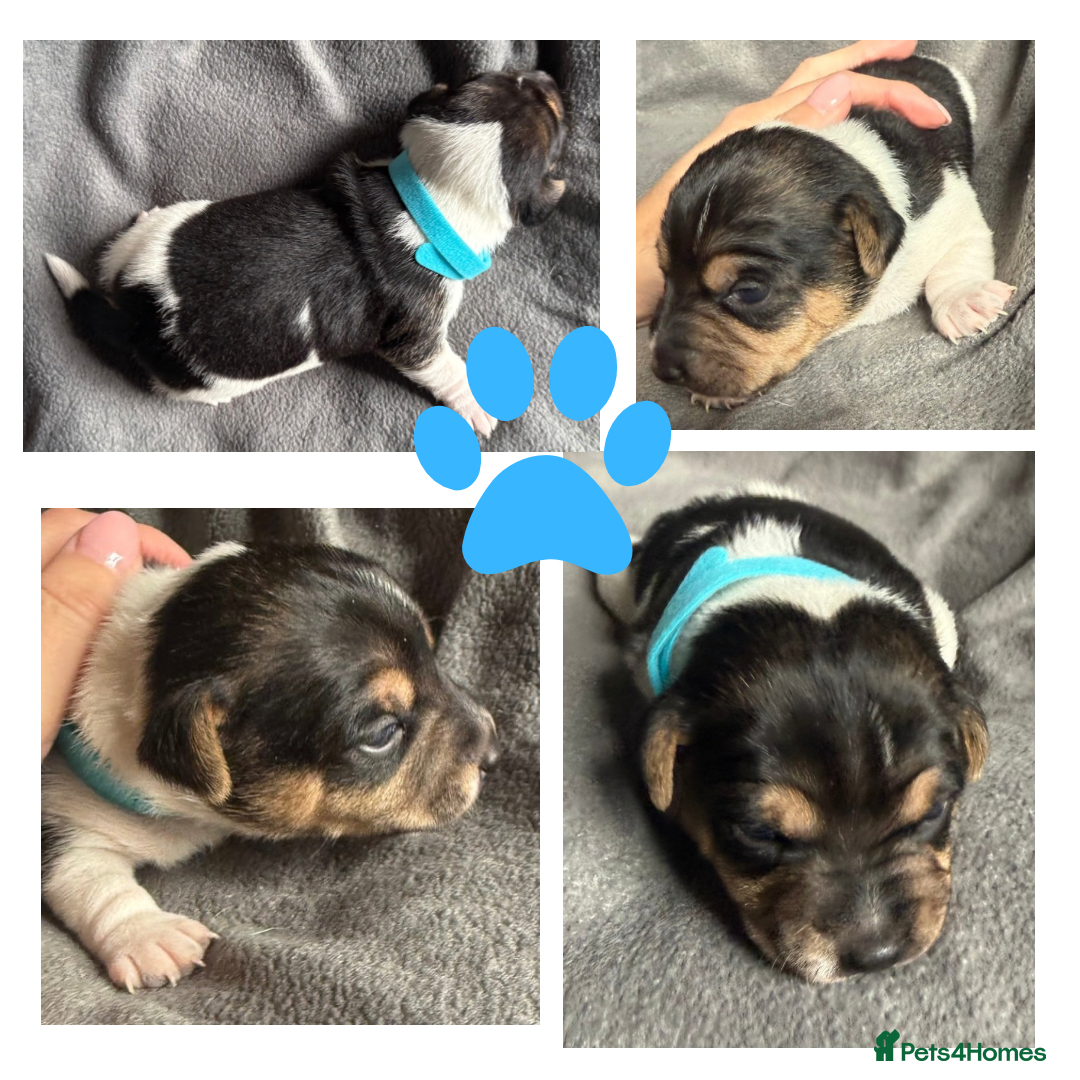 Jack Russell dogs for sale: Stunning Short-legged Jack Russell pups  - Image 4