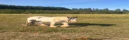 Irish Cob horses for sale: Cob gelding  - Advert 1