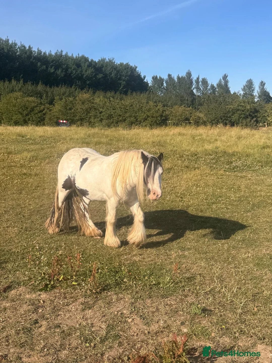 Irish Cob horses for sale: Cob gelding  - Advert 1