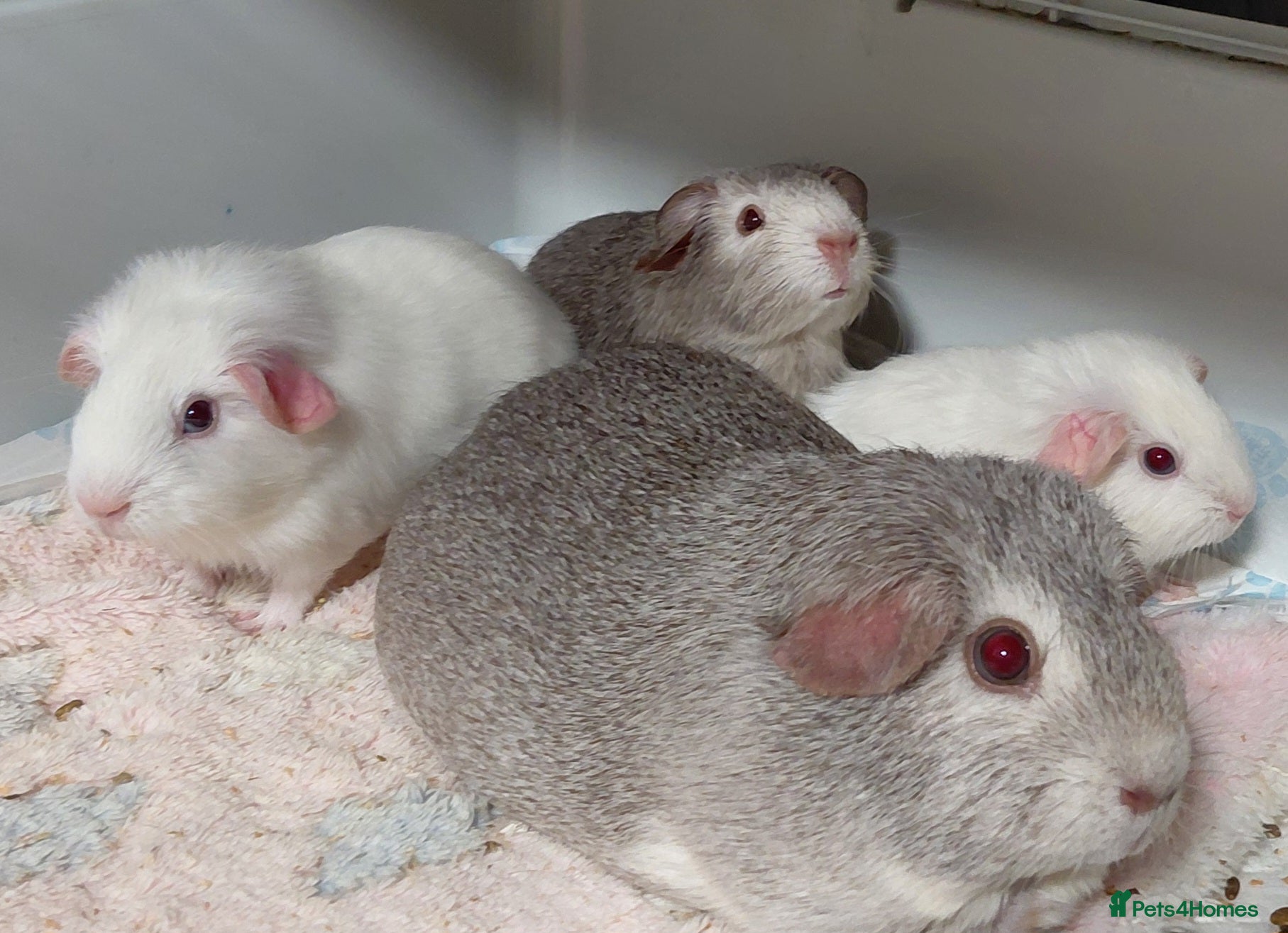 Guinea Pig rodents Assorted Pure breed guinea pigs - Advert 12