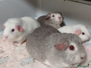 Guinea Pig rodents Assorted Pure breed guinea pigs - Advert 12