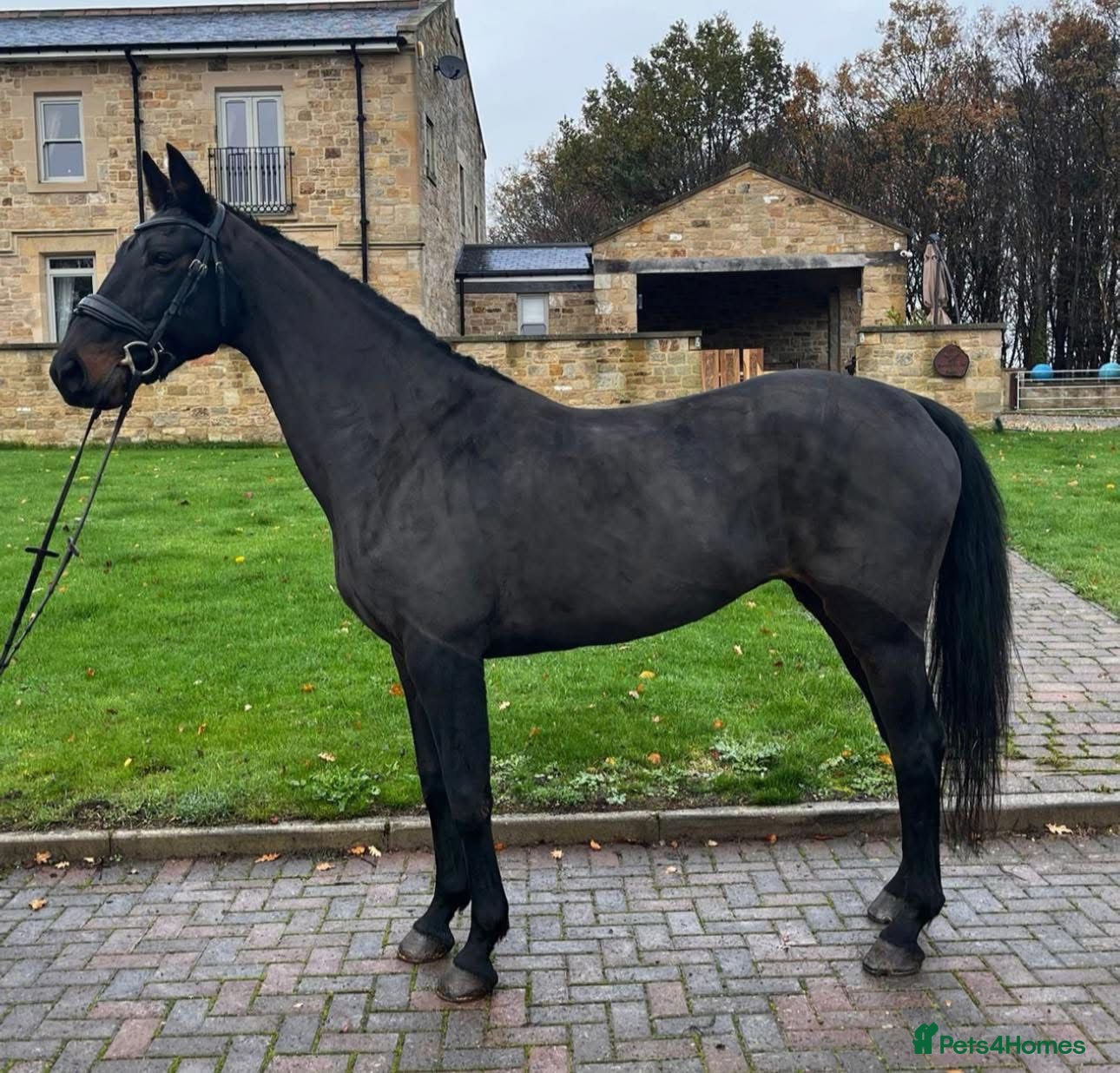 Danish Warmblood horses Holly KWPN mare by Mooiman - Advert 10