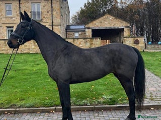 Danish Warmblood horses Holly KWPN mare by Mooiman - Advert 10