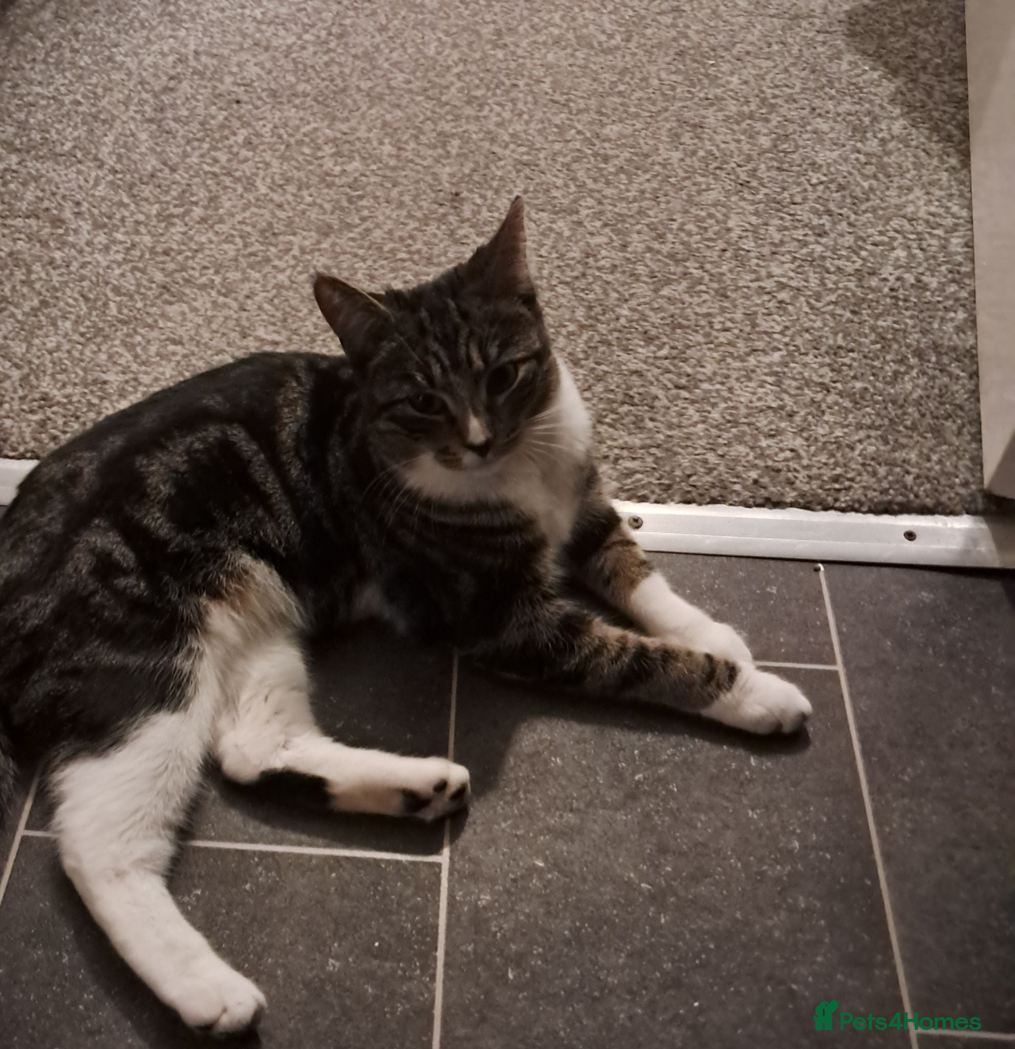 Mixed Breed cats Gorgeous boy kittens  - Advert 11