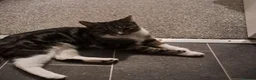 Mixed Breed cats for sale: Gorgeous boy kittens  in Leeds - Advert 1