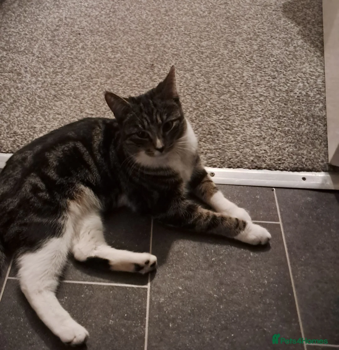 Mixed Breed cats for sale: Gorgeous boy kittens  in Leeds - Advert 1