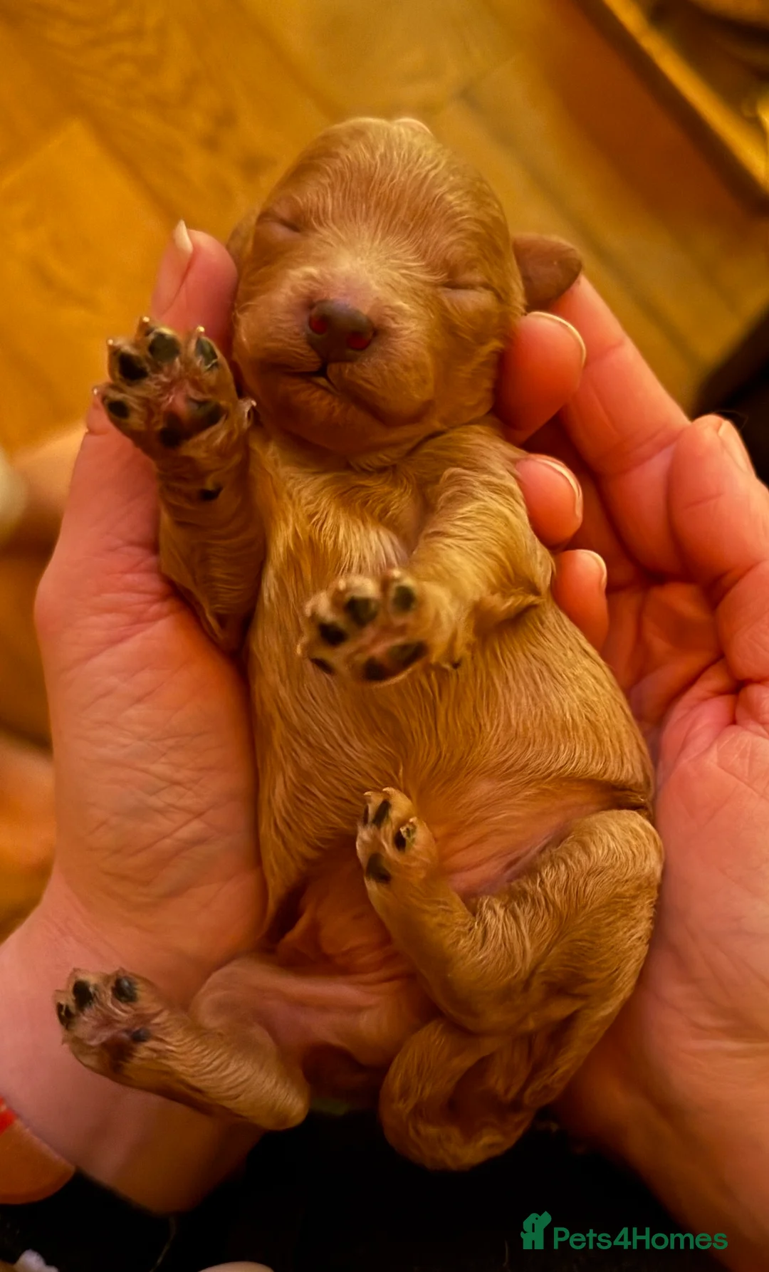 Miniature Poodle dogs for sale: Gorgeous KC Registered Miniature Poodles - Advert 5