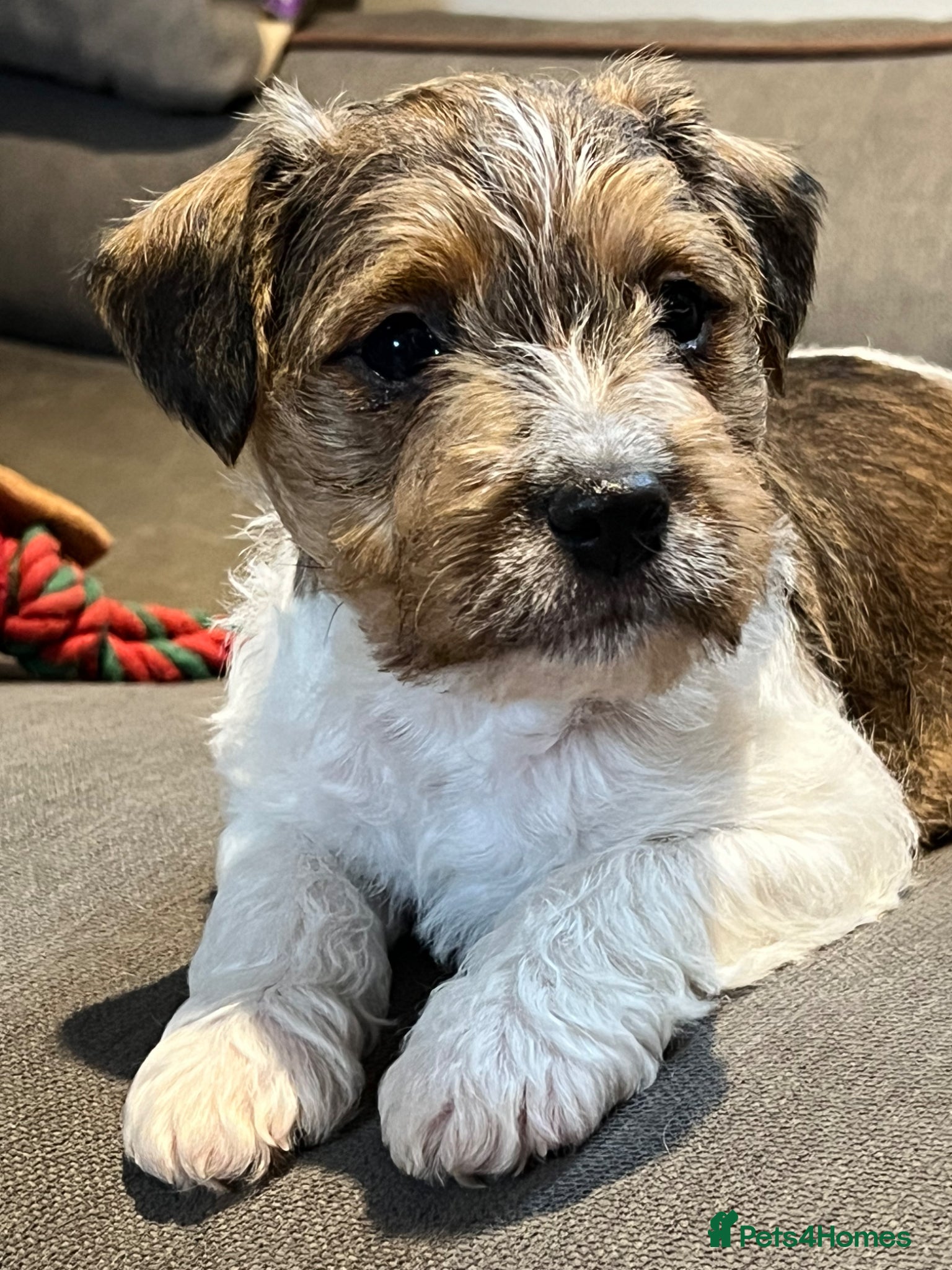 Jack Russell dogs Jack Russell puppies  - Advert 1