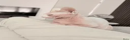 Sphynx cats for sale: Female Sphynx - Advert 14