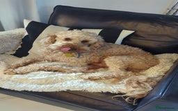 Mixed Breed dogs for sale: Cavapoo/ cockapoo puppy ready now  - Image 6