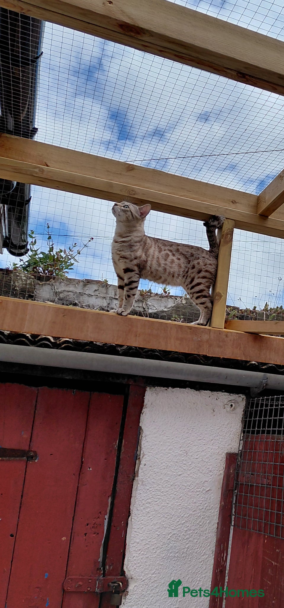 Bengal cats for sale: Snow Bengal cat for sale - Advert 13