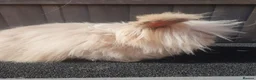 Angora rabbits for sale: Teddydwerg doe - Advert 3