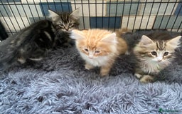 Norwegian Forest Cat cats for sale: 3 Norwegian Forrest Kittens - Image 6