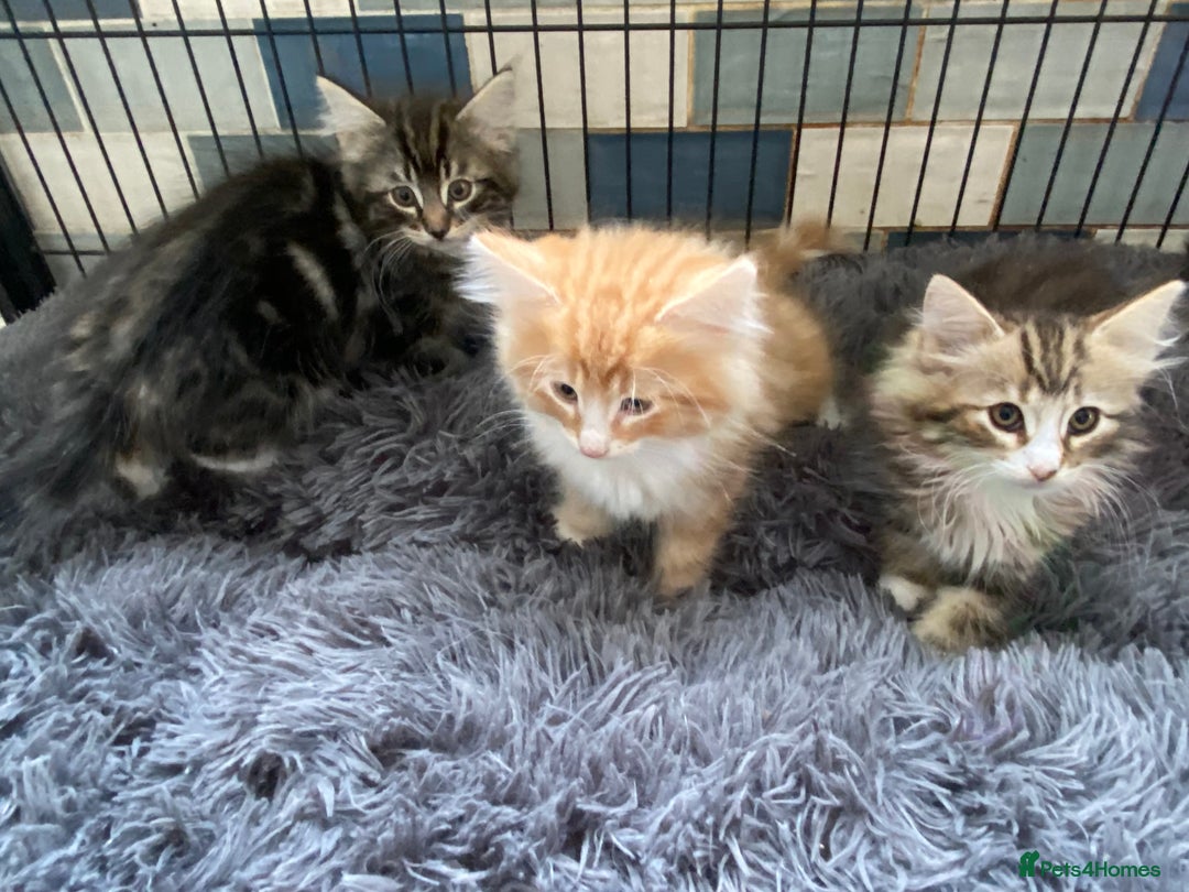 Norwegian Forest Cat cats for sale: 3 Norwegian Forrest Kittens - Image 6