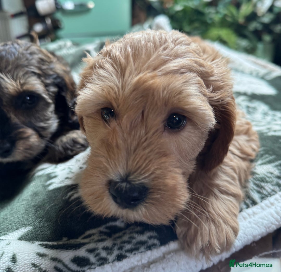 Schnoodle dogs for sale: Miniature Schoodle puppies - Image 29