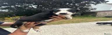 Border Collie 2 dark blue collar