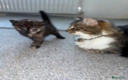British Shorthair cats for sale: It’s a long hair kitten  - Image 1
