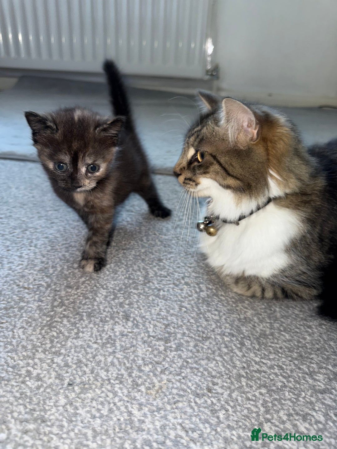 British Shorthair cats for sale: It’s a long hair kitten  - Image 1