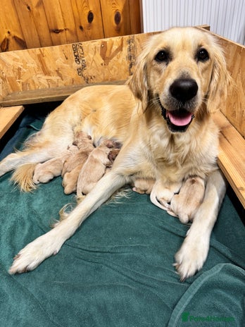 Golden Retriever dogs - Advert 1