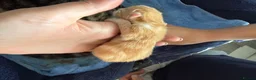 Mixed Breed cats for sale: Two Ginger Male Kittens  in Bicester - Advert 16
