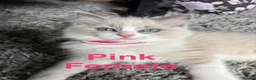 Ragdoll cats for sale: 💙 5 Pure Ragdoll Kittens Available For Sale 💙 - Advert 21
