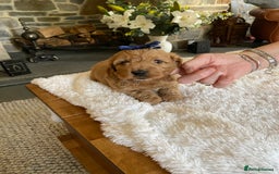 Cockapoo dogs for sale: READY TO GO :Gorgeous litter of  F1 Cockapoo’s - Image 10