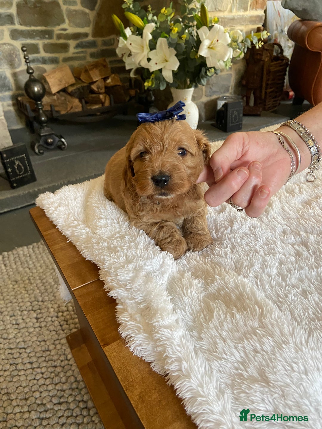 Cockapoo dogs for sale: READY TO GO :Gorgeous litter of  F1 Cockapoo’s - Image 10