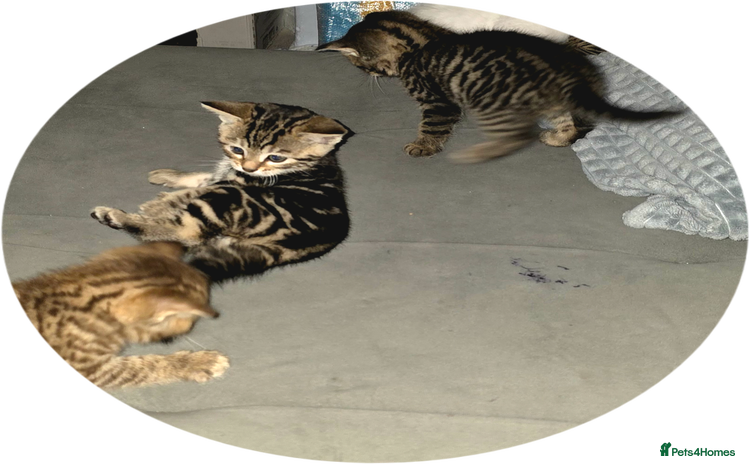 Bengal cats - Advert 16